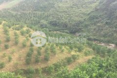 Bán đât cao phong hòa bình vip nhất khu vực giá đầu tư