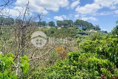 1,5 ha đất view rừng thông quỹ đất dành cho các nhà kinh doanh lớn