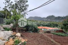 Quá rẻ chỉ 5xxm2 mảnh ngay khu đồi hồng công mộc châu với dt 5554m2 tặng kèm 60 gốc mận