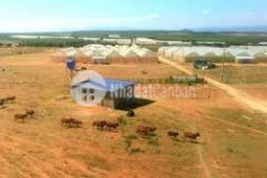 10335m2 đất trồng cây tại hồng thái đường oto vô tận đất