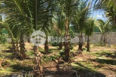 Căn nhà giữa cây xanh vườn, rộng hòa mình vào thiên nhiên nơi nuôi dưỡng và chữa lành tâm hồn bạn