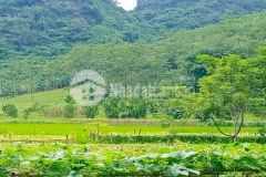 Bán đất kim bôi hòa bình dt 9000m2 có 400 đất ở