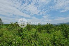 Hàng đẹp giá rẻ 2.3ha 800m đất ở chỉ 1,x tỷ view đồi núi cánh đồng kim bôi hoà bình