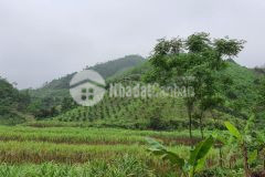 Bán đất cao phong hòa bình 3ha toàn booh rsx