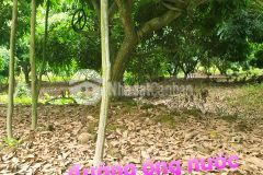 Bán đất vườn nhãn bờ sông cái đồng tháp. 5,5 tỷ 7.304m2. lh0977427622 0909841864