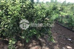 Bán đất sông trầu ấp 3 giá chỉ 1 tr m2. khu vực dân đông