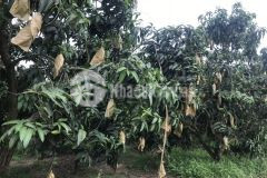 Bán gấp vườn xoài đang thu,mặt đường lớn hơn 2 sào....
