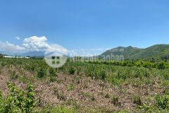 Bán đất 4 sào diên tân đã đăng ký thổ lh 0788.558.552