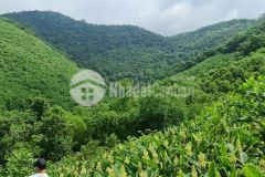 Bán đất liên sơn lương sơn hòa bình dt 20ha đất rừng sản xuất