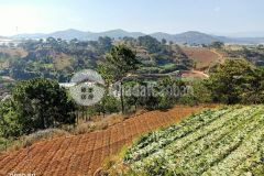 1235m2 bán gấp nền đất bằng phẳng view rừng thông giá 7 triệum2