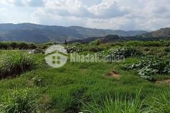 Gia đình cần bán 4 ha trang trại ở mê linh, nam ban giá chỉ 650 triệuxào