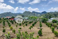 Bán nhanh mảnh đất tt mộc châu,phù hợp kinh doanh,giá chỉ vài trăm triệu