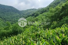 Bán đất trang trại 20ha đất rsx chỉ 3,4 tỷ lương sơn hoà bình