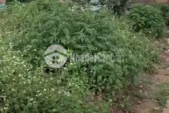 Chủ gởi bán 4851m2 thực tế lên đến 6000m2 có 2885m2 xây dựng cao tốc liên khương