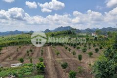 Bán mảnh đất 600m2 tại mộc châu, mặt đường ql43, giá chỉ vài trăm triệu cho nhà đầu tư