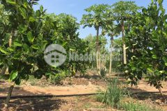 Bán nhanh 5.5 hecta đất trồng cây ăn trái, suối bao quanh, sổ cầm tay, giá siêu rẻ sát thị xã lagi