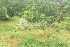 Vài trăm triệu có ngay 3200m thổ cư