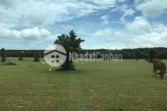 Bán lô đất bình thuận 12300m2 giá bán 1.42 tỷ bao công chứng sang tên tại sài gòn, lh 0937251240