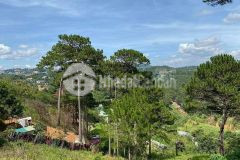 Đất giá tốt 1090m2 đất xây dựng có view rừng thông, hẻm cà phê horizone đường 3 tháng 4, đà lạt