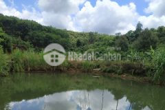 6 ha đất rẫy đang khai thác tốt, giá chỉ 530trha, nguồn thu hiện hữu 530trnăm.