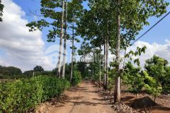 Đất vườn trảng bom, đường giao thông thuận tiện 950tr 1000m