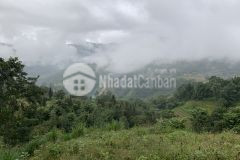 Bán nhanh mảnh 1200m sín chải, y tý giá cực sốc