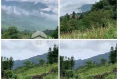 Cần tìm chủ cho em hoa hậu đẹp nhất y tý