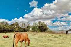 Bán miếng đất vườn bình thuận diện tích 6396m2 gần đường kênh nước 20m, công chứng ngay