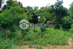 Bán đất thuộc thị trân bo kim bôi hòa bình dt 920m2