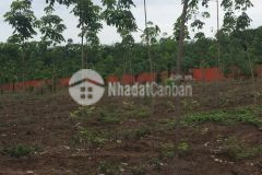 Chính chủ cần tiền gấp sang đất mẫu giá rẻ tại tam lập, phú giáo, bình dương