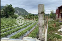 Bán siêu phẩm tại bản áng mộc châu, full thổ cư. lh 0933.56.1998