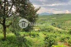 Cần bán vườn trái cây giá rẻ ngay xã lộc an, huyện bảo lâm