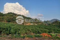 Bán nhanh mảnh 3000m2 tt mộc châu, giá mùa covid