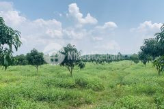 Nghỉ hè nhà cần bán vườn xoài đang tuổi thu hoạch gần cầu la ngà đồng nai