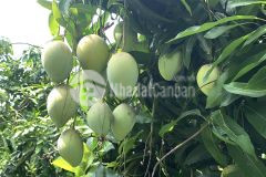 Bán gấp 2 mảnh vườn xoài 3 xào ngay cầu la ngà giúp bà chị
