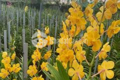 Bán đất vườn lan, ao cá tx trảng bàng chỉ 21trm