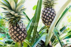 Bán đất mặt đường tỉnh lộ 2 giáp sông, có vườn trái cây rất đẹp