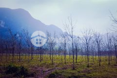 Chào bán hơn 200ha đất rừng, có thể chuyển đổi sang du lịch sinh thái, nghỉ dưỡng tại quảng bình