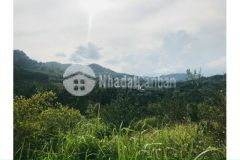 Bán đất cao pong hòa bình dt 2896m2 đang trồng full cam