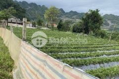 Chính chủ cần bán mảnh đất 2108m2 bản áng, ful thổ cư, lh 0933.56.1998