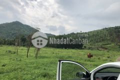 Dịch covid cần sang nhượng lại 22 ha kp 1 tân nghĩa 12 tỷ