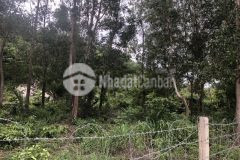 Dịch covid cần sang nhượng lại 10 ha kp 1 tân nghĩa 5 tỷ