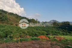 Mảnh đất 3000m bản búa giá cực ưu đãi