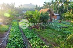 Bán 1000m2 có mặt tiền đường 6m, đường nhà nước làm