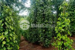 Chính chủ cần bán 60000m2 đất vườn cây ăn trái tiêu cà đắc song,đắc nông