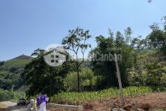 Cần bán nhanh mảnh 400m ngải trồ y tý giá ưu đãi