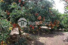 Vườn chôm chôm 1000m2, sổ sẵn, chỉ 420tr, hỗ trợ vay nh, lh0985417327.