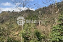 Bán đất y tý 5000m giá rẻ giật mình