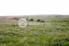 Gia đình cần bán nhanh lô đất 7000m2 với giá 490 triệu đồng