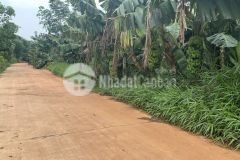 Chuyển nhượng gấp 3 sào vườn chuối đang thu hoạch ngay ngã ba phú túc cách ql 1km